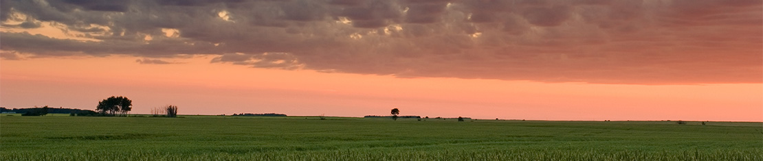 Green field with a pink sunset.